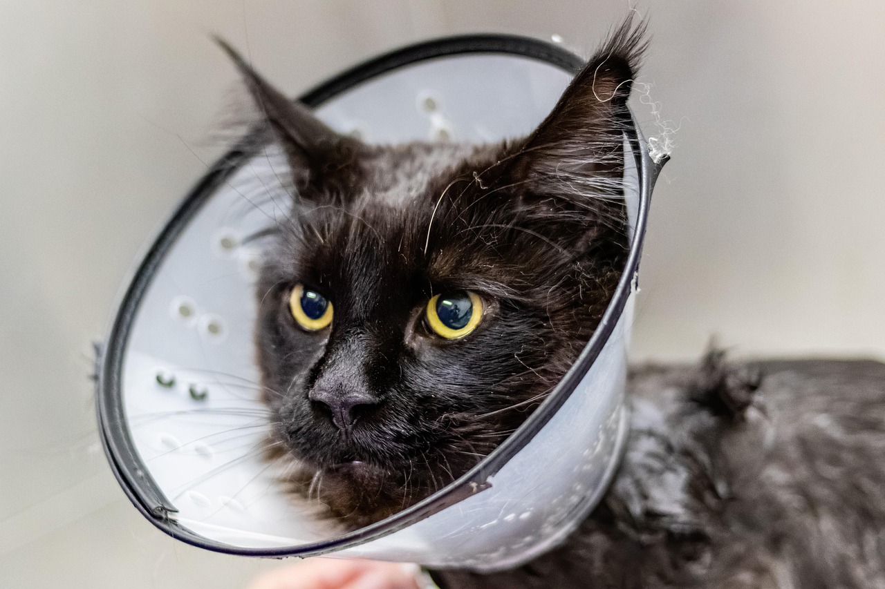 Najpogostejše zdravstvene težave mačk v letu 2026: simptomi, domači ukrepi in kdaj k veterinarju