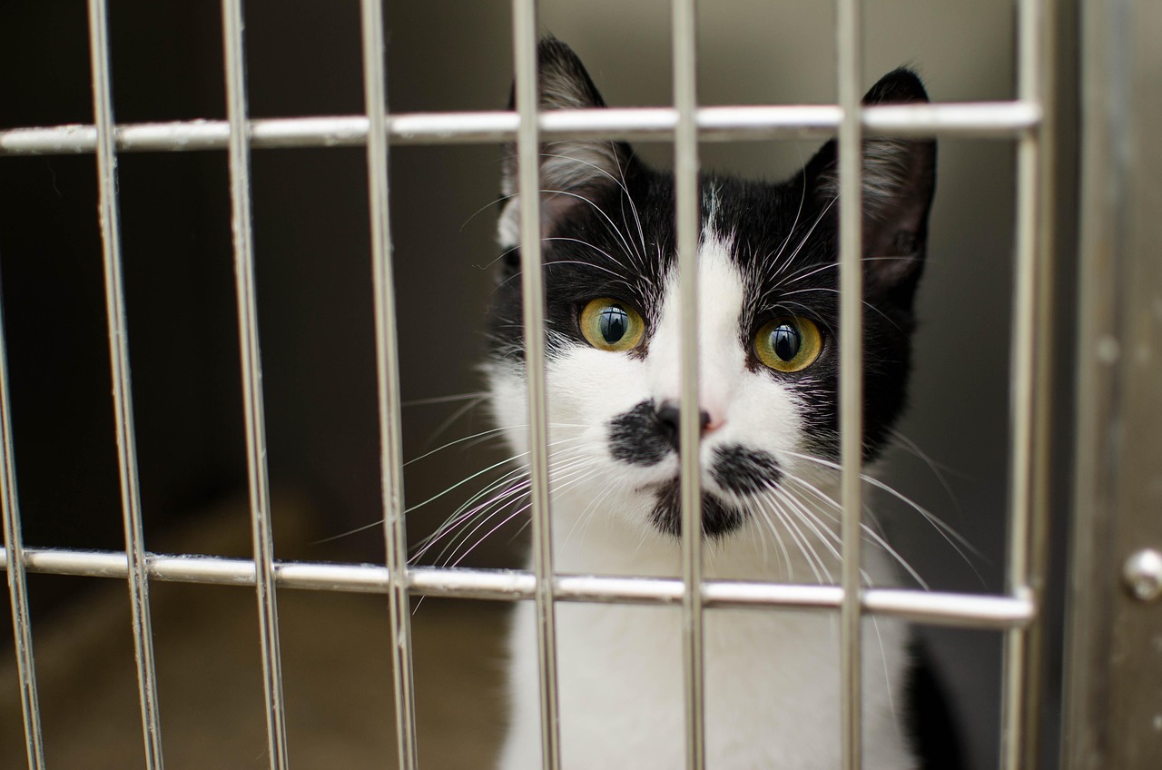 Najpogostejše zdravstvene težave mačk v letu 2026: simptomi, domači ukrepi in kdaj k veterinarju